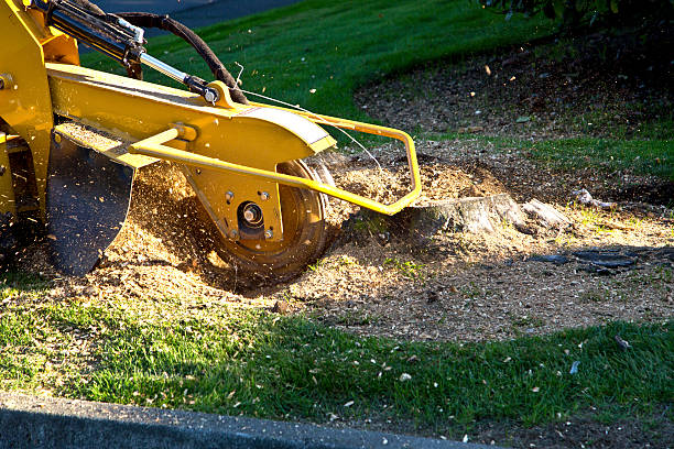 Lawn Grading and Leveling in Sneads Ferry, NC